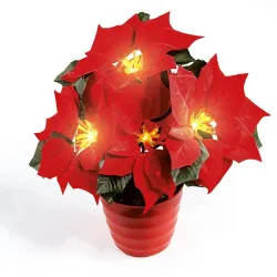 Poinsettia «éternel» lumineux