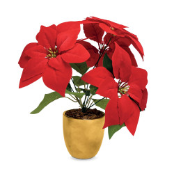 Poinsettia éternel